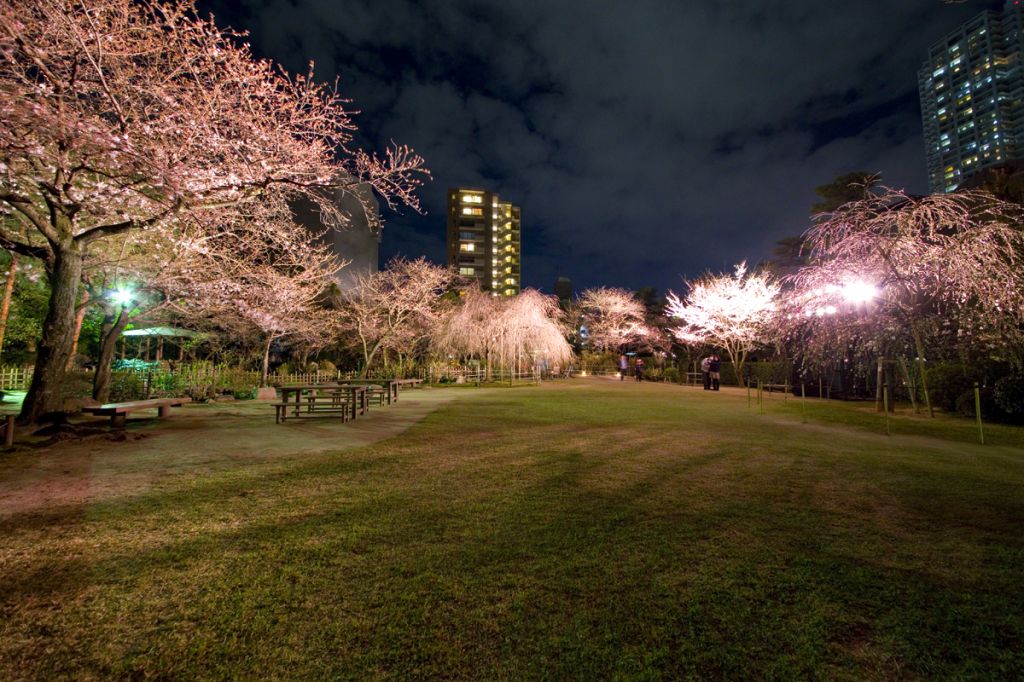縮景園 夜桜特別開園