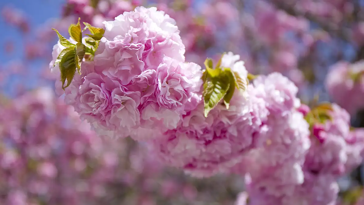 造幣局広島支局 花のまわりみち 2026:今日開催