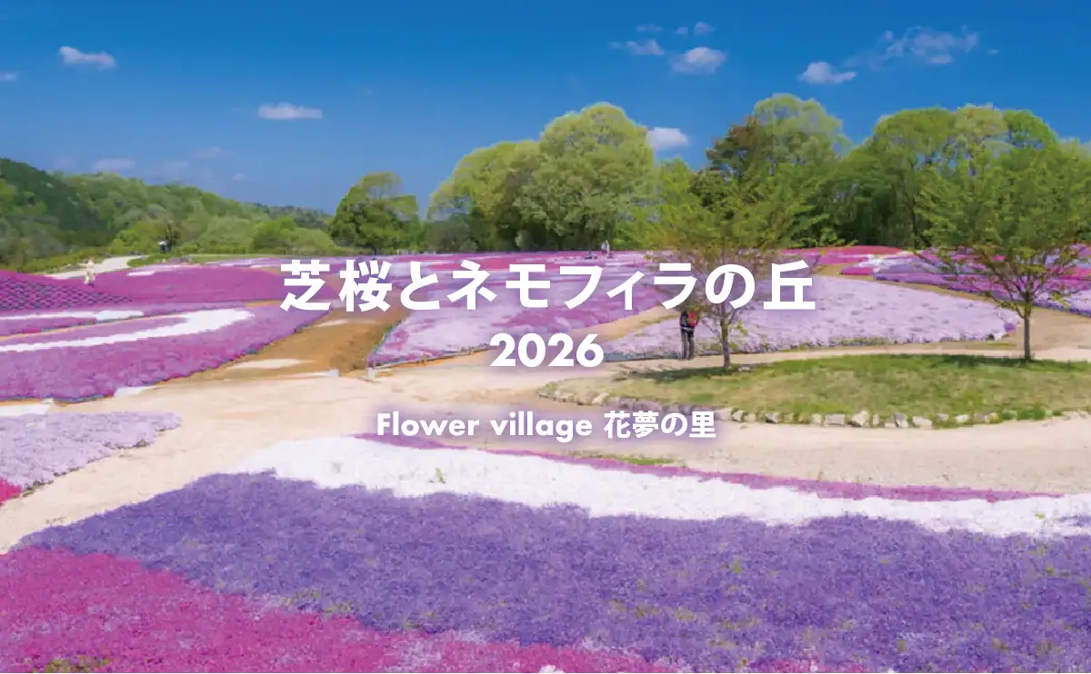 芝桜とネモフィラの丘 2026