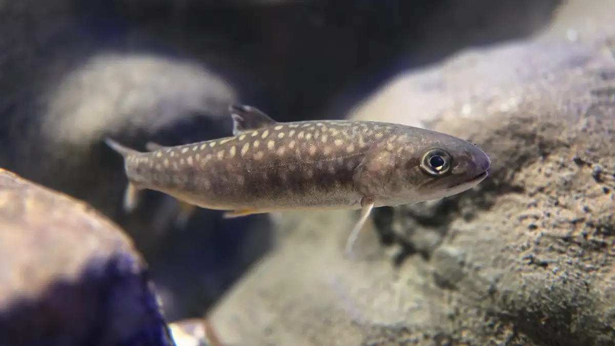 渓流を再現した大型水槽