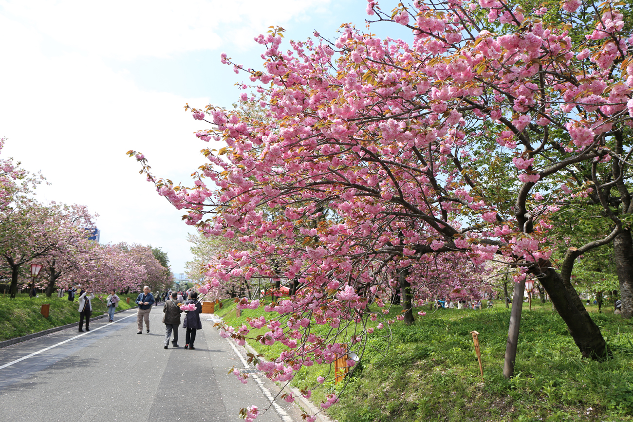 造幣局広島支局で「花のまわり道」がはじまる｜広島観光情報総合サイト 旅やか広島