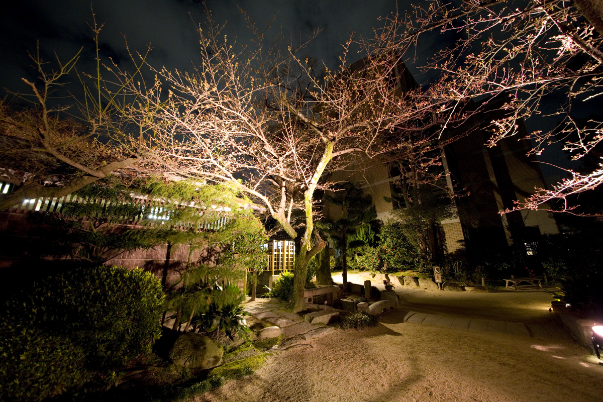 縮景園 夜桜ライトアップ6
