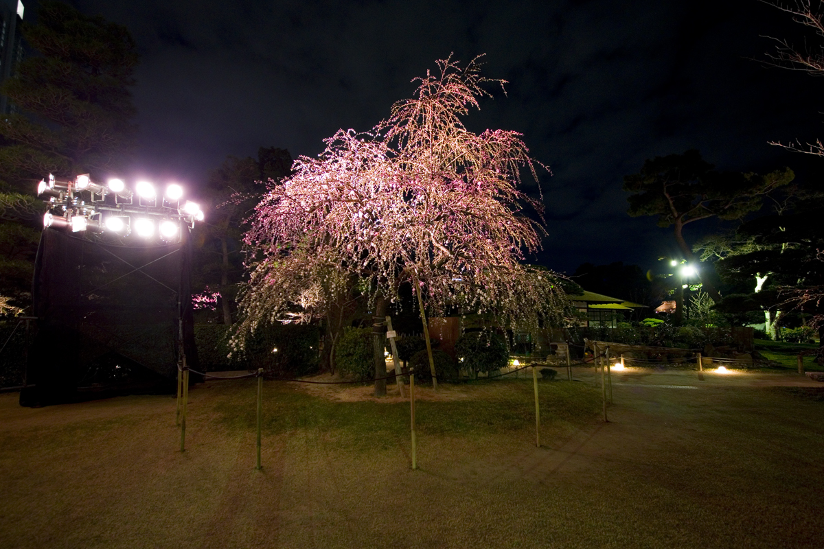 縮景園 夜桜ライトアップ3