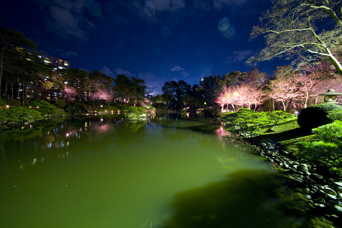 縮景園 夜桜ライトアップ7