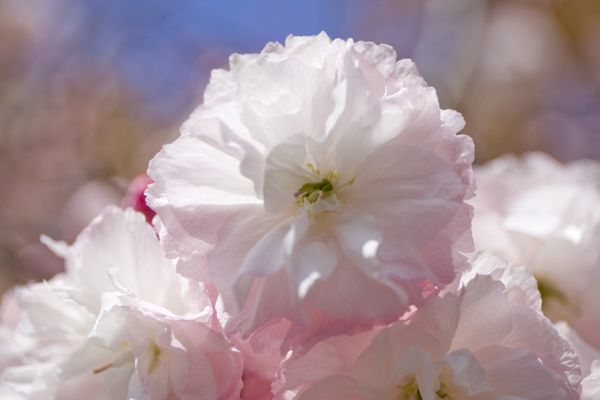 今年も八重桜が見事 花のまわりみち 始まる 広島観光情報総合サイト 旅やか広島