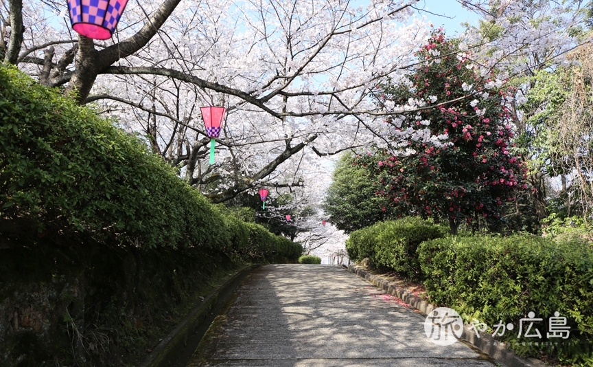 呉市の高台にある桜の名所 串山公園で満開に 広島観光情報総合サイト 旅やか広島