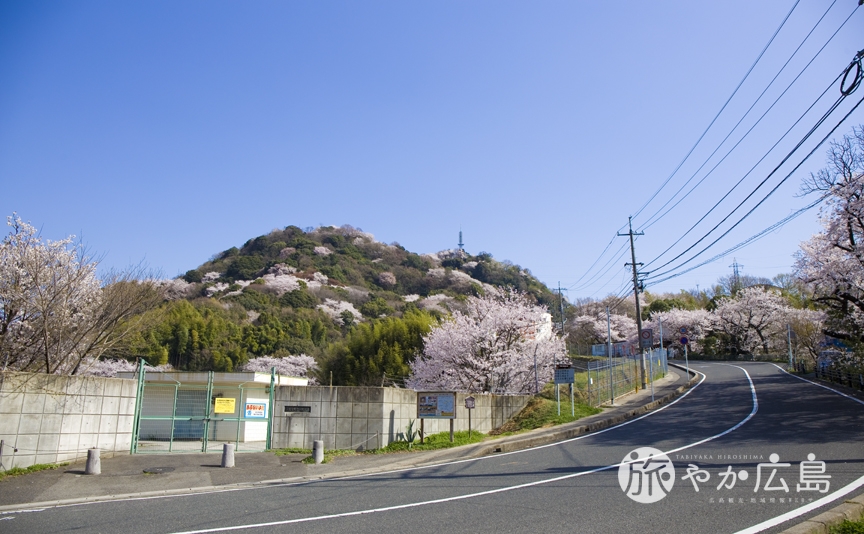 広島の街並みを一望できる黄金山で桜が満開に 広島観光情報総合サイト 旅やか広島