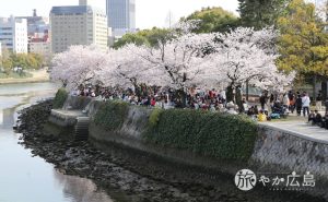 桜が満開の平和記念公園で今春最多の人出に