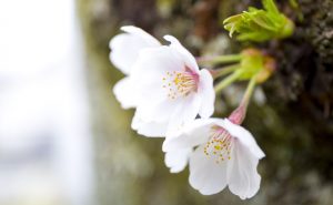 宮島の桜は今週末から来週にかけてが見ごろ