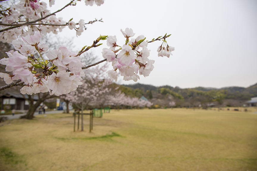 竹の公園 バンブー ジョイ ハイランド の桜が咲き始める 広島観光情報総合サイト 旅やか広島
