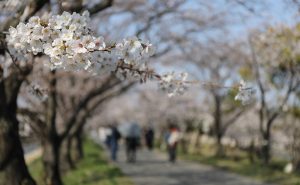 廿日市市で住吉堤防敷に咲く桜並木のトンネルが見頃に