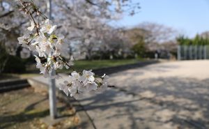 廿日市市にある憩いの場所、桂公園の桜が見頃を迎える
