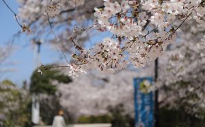 桜の名所・江波山公園に咲くヤマザクラが満開を迎え、花びらが舞い始める