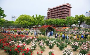ネット&ラジオで開催の福山ばら祭2020 投稿動画・写真を募集中
