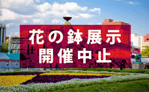 フラワーフェスティバル中止に伴い、約4万鉢の花展示を計画するも中止に