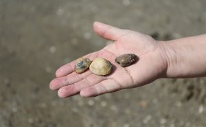 3密を避けたアクティビティ 観光地・宮島で楽しむ潮干狩り