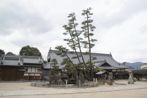 宮島 大願寺の「九本松」壊死により五本松に