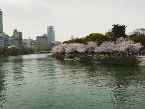 コロナ禍の広島平和記念公園で桜が満開に