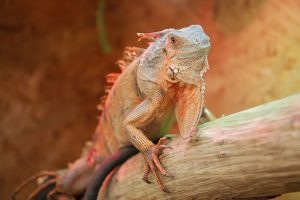 世界の珍しいエキゾチックアニマルが大集合「広島レプタイルズワールド2021」