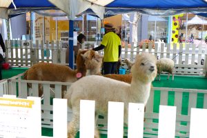 広島駅北口周辺イベント「エキキタキッズフェスタ2023」が開催されました