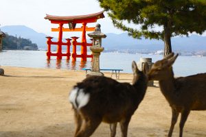 宮島の来島者数がコロナ前につけたピーク時の年間460万人以上ペースで推移