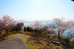 瀬戸内の多島美と桜の共演が絶景　三原市にある筆影山の桜が満開に
