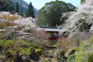 しだれ桜の名所・御調八幡宮で桜が満開となり見頃を迎えています