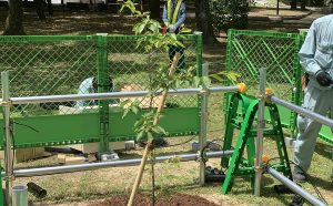 G7広島サミットで各国首脳が植樹した平和記念公園の被爆桜