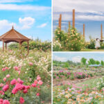 「世羅高原花の森」で開催中のローズフェスタで大切な人へバラの花束プレゼント　6月1日限定企画　