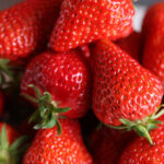 イチゴ狩りをしておうちで苗を育てよう！平田観光農園の「おうちでいちごプロジェクト」