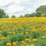 2025年夏ラスト！8月最後の週末、30日(土)・31日(日)に広島県内で開催されるイベント特集