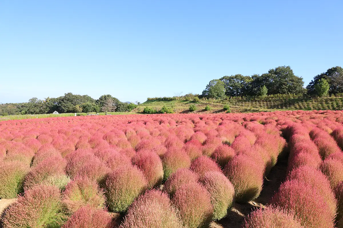 広島・世羅で開催中の「コキアとコスモスの丘」一面が秋色に染まり見頃を迎える