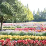 秋の高原を彩る花が見頃！世羅高原農場で「ダリアとガーデンマム祭 2025」開催中