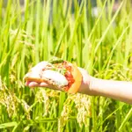 10/31開業の広島もとまち水族館で企画展「広島城と毛利元就の甲冑展示」