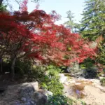 観光地・宮島が紅葉シーズン本番へ　紅葉谷公園が鮮やかに染まる秋景色