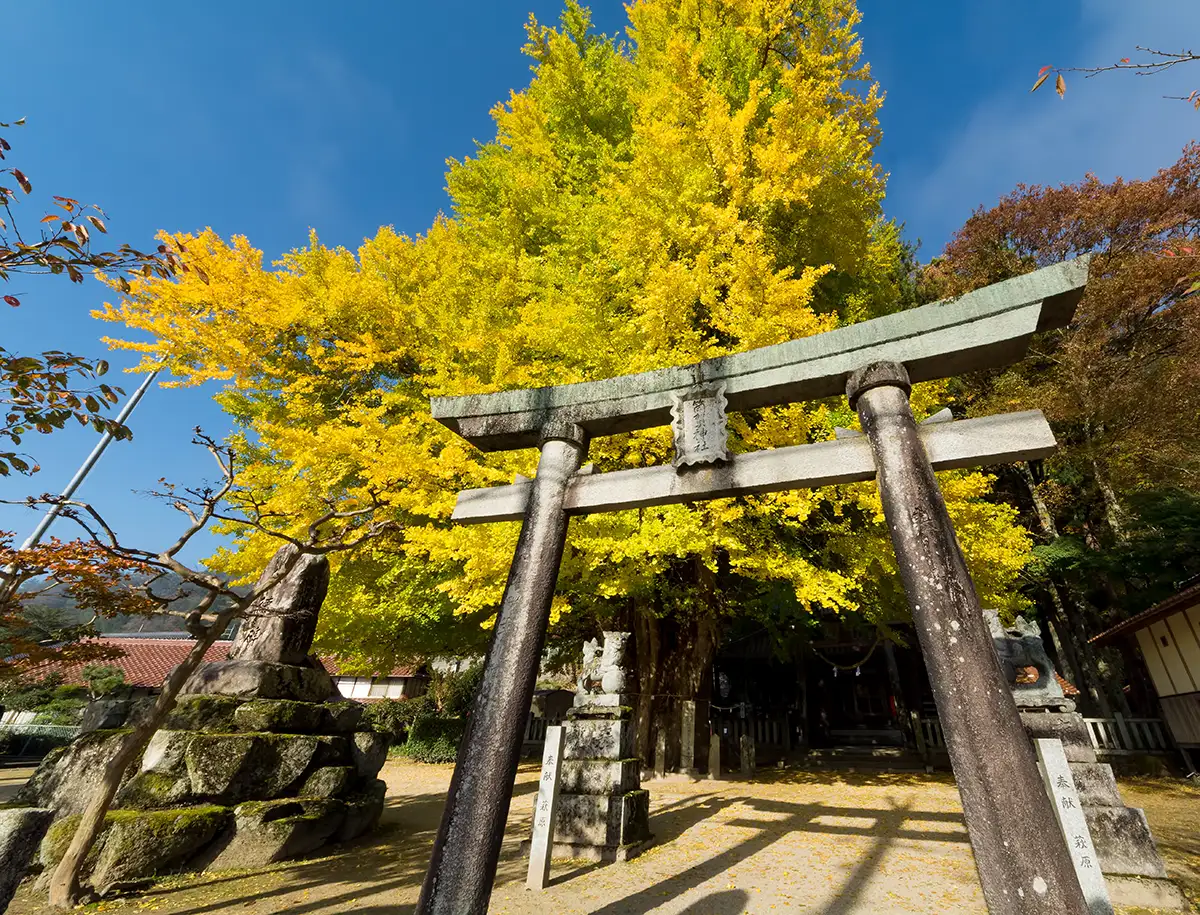 樹齢1,100年の巨樹・筒賀の大銀杏(おおいちょう)をライトアップ！地域マルシェも