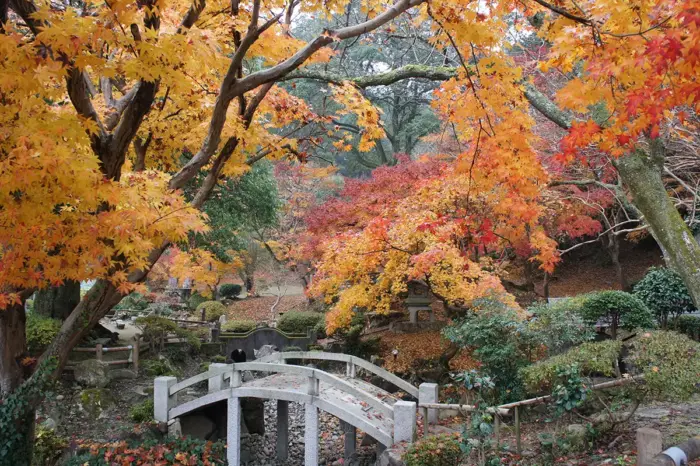 紅葉が見ごろを迎える尾関山公園で「紅葉ライトアップ2025」開催中