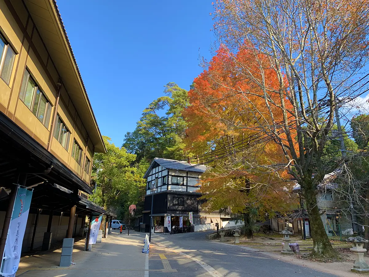 宮島の紅葉シーズンで主役級の1本がこれ！大銀杏が魅せる黄金のグラデーション
