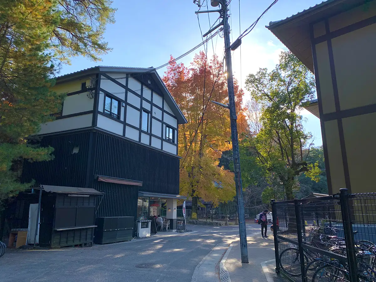 宮島の紅葉シーズンで主役級の1本がこれ！大銀杏が魅せる黄金のグラデーション