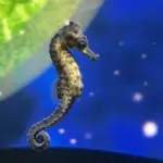 干支はウマでも展示はタツノオトシゴ?広島もとまち水族館で新春特別企画