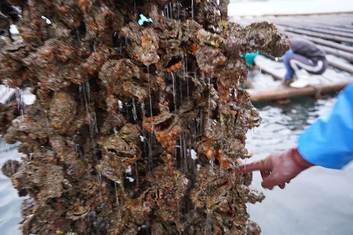 今季の牡蠣は9割死滅で壊滅的被害　呉市が事業者支援で返礼品なしの寄附呼びかけ