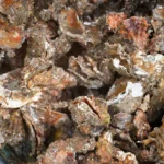 今季の牡蠣は9割死滅で壊滅的被害　呉市が事業者支援で返礼品なしの寄附呼びかけ