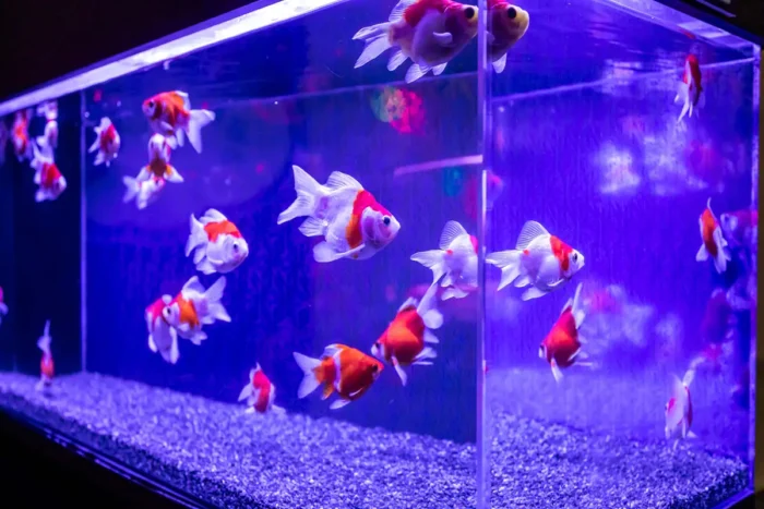 光と金魚の幻想空間！買い物ついでに非日常体験「THE OUTLETS HIROSHIMA アクアリウム」