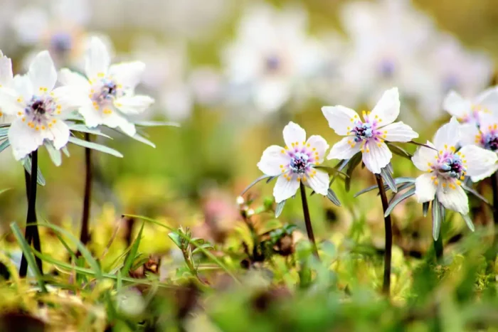 庄原の里山を彩る春の景色を見に行こう！帝釈峡発・山野草観賞プラン