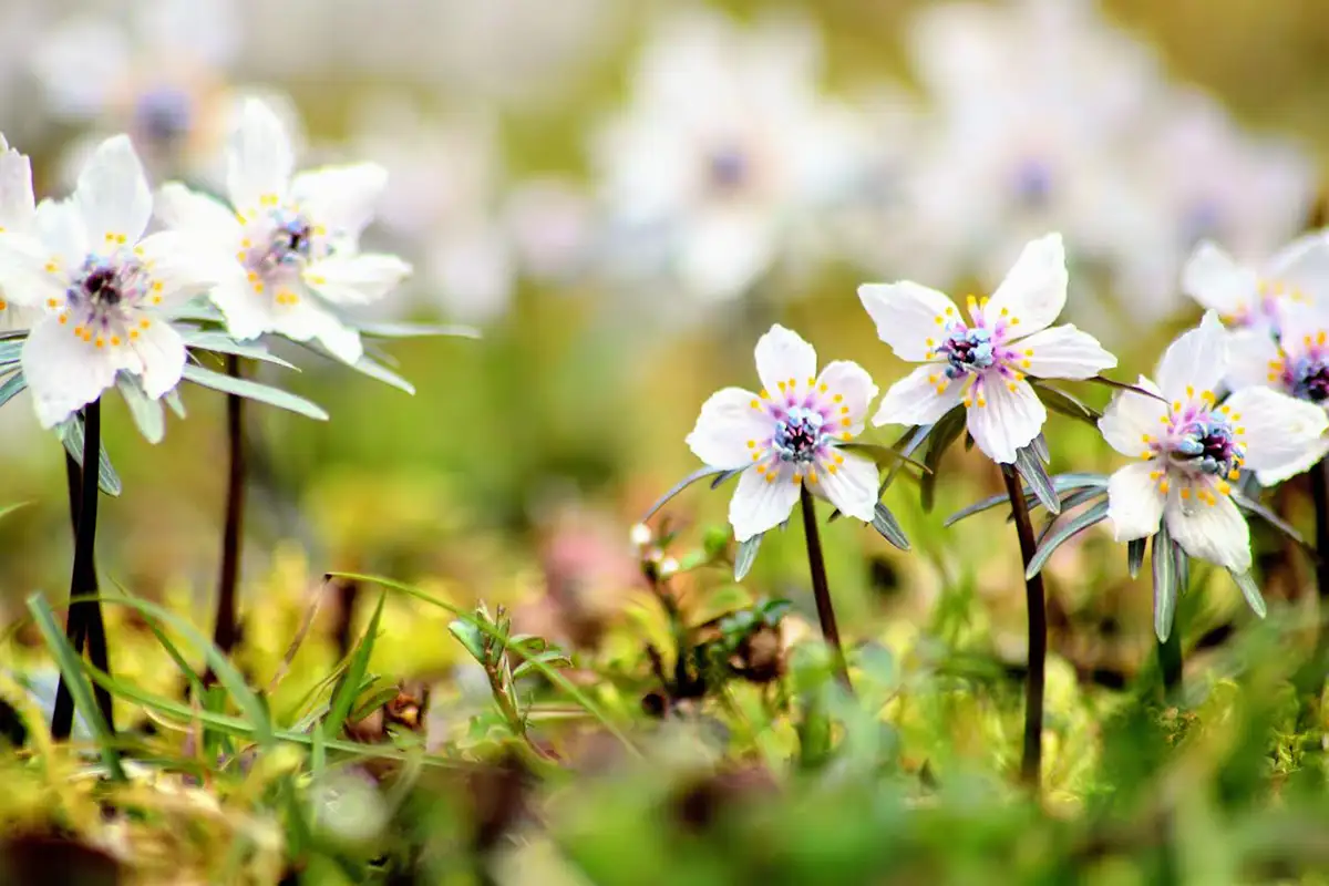 庄原の里山を彩る春の景色を見に行こう！帝釈峡発・山野草観賞プラン