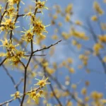 庄原の里山を彩る春の景色を見に行こう!帝釈峡発・山野草観賞プラン