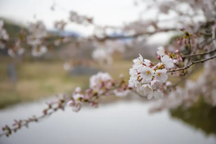 広島・竹原で桜イベント！約1,300本の「バンブーお花見デー」4月5日開催