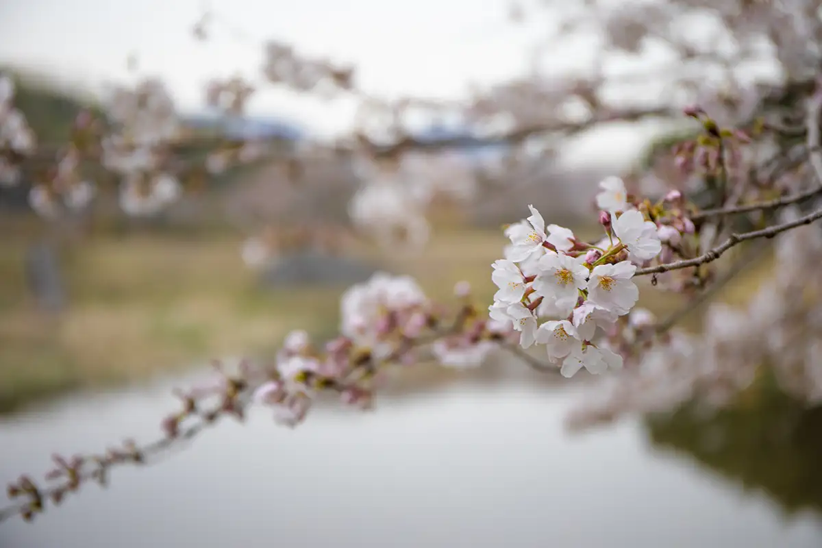 広島・竹原で桜イベント！約1,300本の「バンブーお花見デー」4月5日開催