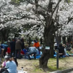 【広島】平和記念公園の桜がピーク間近　原爆ドームと春の共演