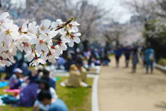 【広島】平和記念公園の桜がピーク間近　原爆ドームと春の共演